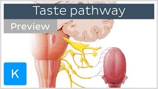 Taste pathway steps and diagram preview  Human Neuroanatomy  Kenhub [upl. by Ordep116]