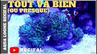 Aquarium RECIFAL Les 9 Mois [upl. by Annala]