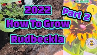 How to grow Rudbeckia from seed Part 2 [upl. by Jakoba]