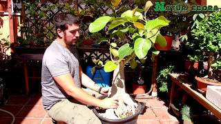 bonsai de ficus benghalensis 🌳 primer pre diseño [upl. by Aneda]