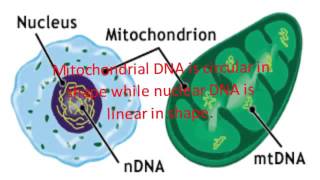 Difference Between Mitochondrial DNA and Nuclear DNA [upl. by Tigirb659]