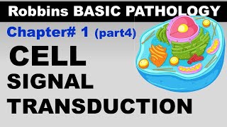 Chp1 part4 Robbins Basic Patho  Cellular Activation  Signal Transduction Pathways [upl. by Ahseket247]