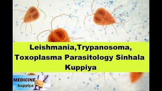 Other Protozoan InfectionsLeishmaniaTrypanosomaToxoplasma Parasitology Sinhala Kuppiya [upl. by Saloma231]