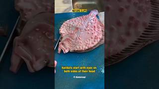 Facts About Halibut Eyes shorts [upl. by Hernando961]