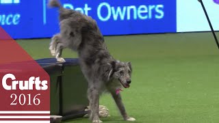 Heelwork to Music  Freestyle International Competition Part 1  Crufts 2016 [upl. by Ayanej]