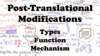 PostTranslational Modifications in prokaryotes and eukaryotes  Types Functions and Examples [upl. by Oflunra]