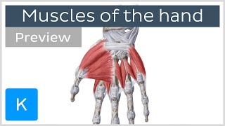 Muscles of the hand preview  Human Anatomy  Kenhub [upl. by Anahsek]