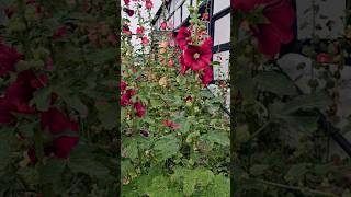 Hollyhocks A Favorite Cottage Garden Plant [upl. by Cranford393]