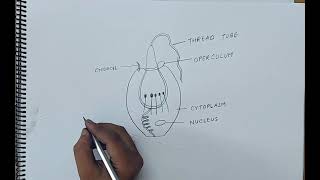 how to draw cnidoblast I ANIMAL KINGDOM I CHAPTER 4 I CLASS 11 BIOLOGY I NCERT [upl. by Keldah329]