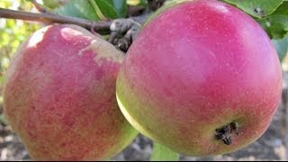 How to Plant a Fruit Tree  Essential Steps [upl. by Iams780]