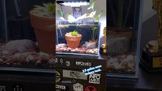 Nano rasbora tank aquascaping aquascapeaquarium fishtank aquascapers tropicalfish fishkeeping [upl. by Iegres2]