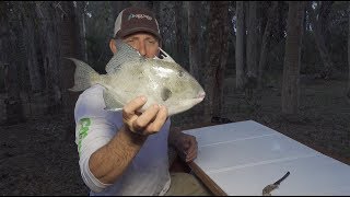 Tasty Triggerfish Catch Clean Cook Chamorro Style [upl. by Katrine359]