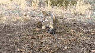 Coyote Captured In MB 650 Trap [upl. by Ybrek]