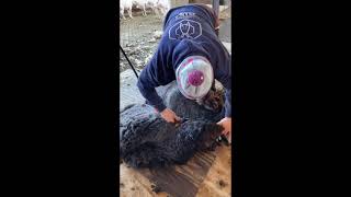 Amazing Female Sheep Shearer  Shearing Demo MDSF 2021 [upl. by Ynohtnael]