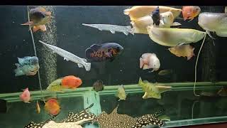 INDIGO PREDATORY COMM TANK UPDATE 12112024 [upl. by Vickey]