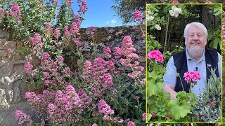 CONNAISSANCE ET UTILISATION DES VALÉRIANES ORNEMENTALES ET MÉDICINALES Le quotidien du jardin N°205 [upl. by Bodrogi459]