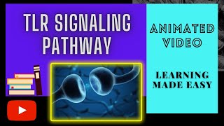 Toll Like Receptor signaling pathway TLR Signaling pathway [upl. by Hsu]