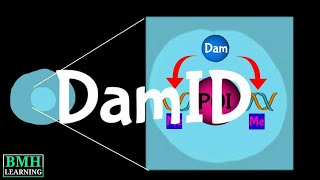 DamID  DNA Adenine Methyltransferase Identification [upl. by Tinya354]