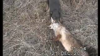 Охота на лису норнаяс ягдтерьером  Hunting foxes with Jagdterrier [upl. by Rachael880]