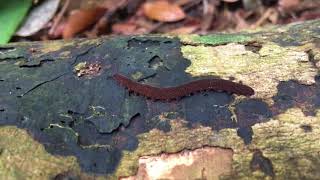 Velvet worm Onychophora on Pulau Ubin [upl. by Nnov]