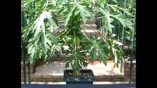 How to Grow Papayas in Containers Indoors  Complete Growing Guide [upl. by Aehtla667]