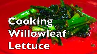 How To Cook Willowleaf Wild Lettuce Lactuca Saligna [upl. by Eelorac372]