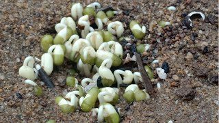 How to Grow Bean SproutsGrowing Bean Sprouts in the sand by ny sokhom [upl. by Alodi]