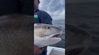 Drum Fishing in the Pamlico Sound [upl. by Zacharias]