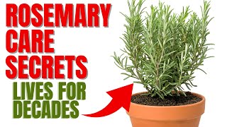 How To Grow A Rosemary Plant For Decades  12 Secrets To Success [upl. by Nonnahs]