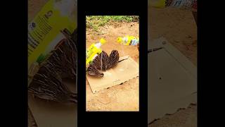 Simple Bird trap ideashorts funny ytshorts capcut capcuttutorial reels tiktok [upl. by Berkeley]