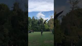 Tiercel Peregrine falcon teaching students on lure Greece [upl. by Aniaj]