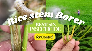 Six Effective Insecticides for Controlling Stem Borers in Rice ricecrop insecticides best [upl. by Atiuqcir197]