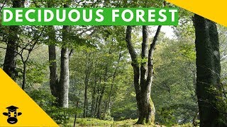 The temperate deciduous forest biome [upl. by Guidotti]