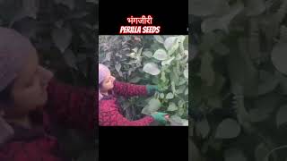 BHANGJEERI Perilla Seeds shortsvideo viralvideoshort farming siddu preprationsrajkumar kheti [upl. by Intihw46]