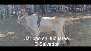 Jaripeo en Jucuaran Usulutan El Salvador On Cuidado con el Toro [upl. by Anneirb]