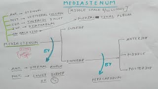 Mediastinum  Part 1  Superior and Inferior Mediastinum  Thorax Anatomy [upl. by Etterb943]