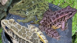 Conserving Pickerel Frogs in Their Natural Habitat [upl. by Zsuedat]