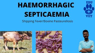 Hemorrhagic Septicemia Simplified [upl. by Edny]