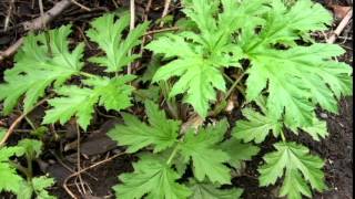 Invasion  Giant Hogweed  Heracleum mantegazzianum identification [upl. by Atalie924]