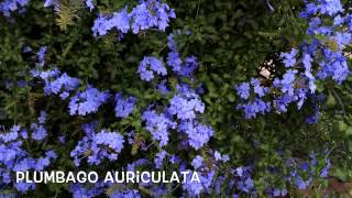 Plumbago auriculata Garden Center online Costa Brava  Girona [upl. by Eldred]