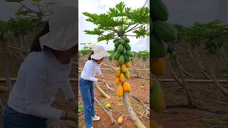 Taste all theses fruit in your life 😋🍉🍎🥭🍊🍓shorts nature fruit [upl. by Ojaras]