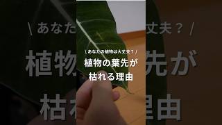 【植物の葉先が枯れる理由】これ見れば解決！ 植物 観葉植物 観葉植物のある暮らし 観葉植物育て方 観葉植物育て方 葉先 枯れ葉 枯れる 原因 [upl. by Farris]