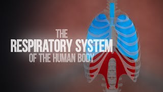 Respiratory System of the Human Body  How the Lungs Work Animation [upl. by Denney989]