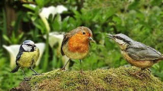 One Hour of Relaxing Bird Sounds and Video  Woodland Birds [upl. by Hippel919]