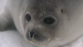 Adorable Baby Seal Come Towards Camera and Tries to Talk Making Irresistibly Cute Noises [upl. by Lyrad]