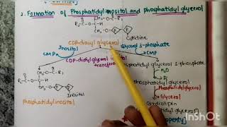 Synthesis of Phospholipids [upl. by Romeo679]