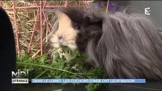 Dans le Loiret les cochons dinde ont leur maison [upl. by Ledah]