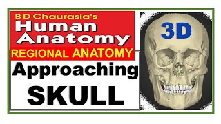 Chp1  SKULL ANATOMY EASY APPROACH  SKULL  BD Chaurasia Regional Anatomy  Dr Asif Lectures [upl. by Eelahs]