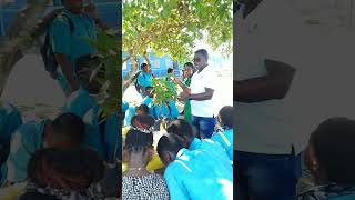 Westmoreland 4H Manager Demonstrating to the students how to do Approach Grafting Pimento Plants [upl. by Justino]