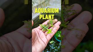 Hygrophila difformis shortvideo aquarium fish shortvideo hindi viralvideo sdaqua2381 [upl. by Arihday]